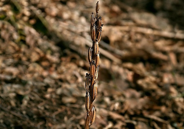 vstavač bledý Orchis pallens L.