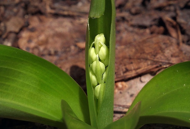 vstavač bledý Orchis pallens L.