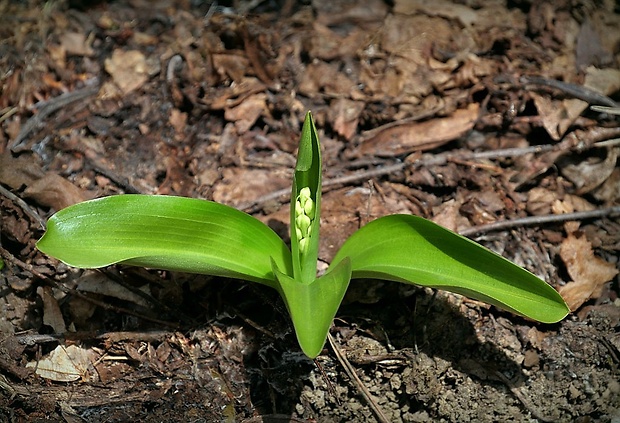 vstavač bledý Orchis pallens L.