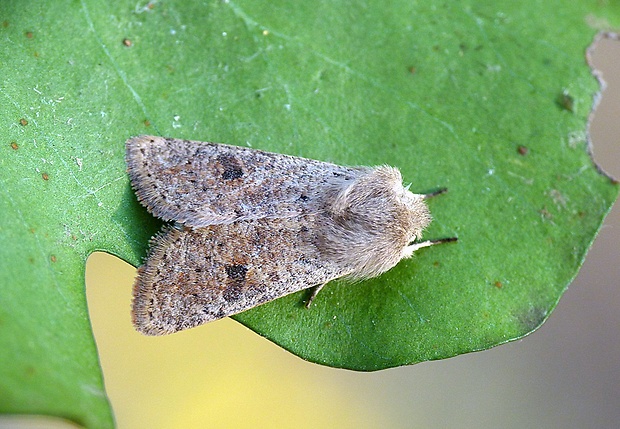 mora dubová Orthosia cruda