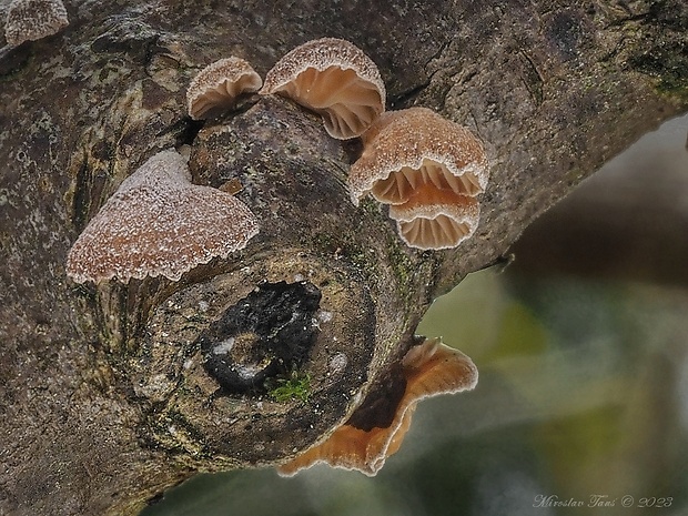 pňovka zimná Panellus ringens (Fr.) Romagn.