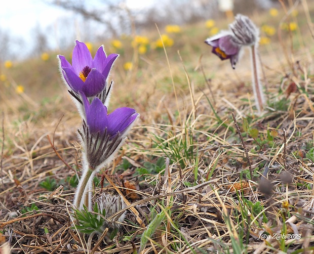 poniklec veľkokvetý Pulsatilla grandis Wender.