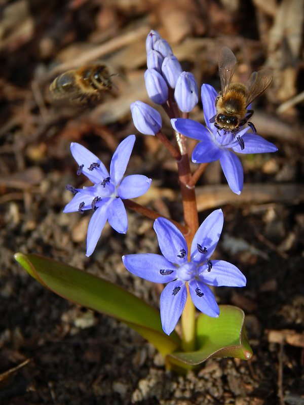 scila severná bukovská Scilla drunensis subsp. buekkensis (Speta) Kereszty