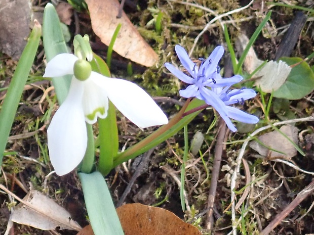 scila karpatská Scilla kladnii Schur