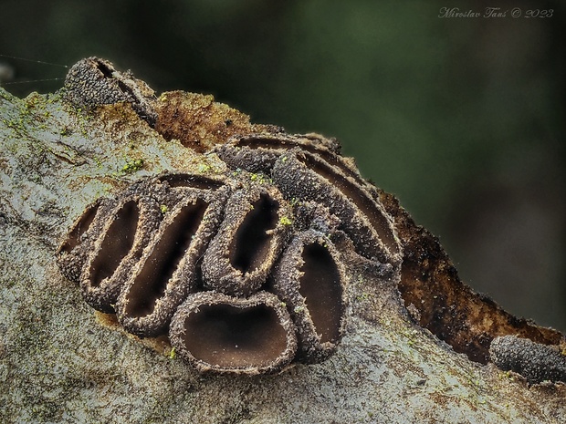 dutinovka Sclerencoelia sp.