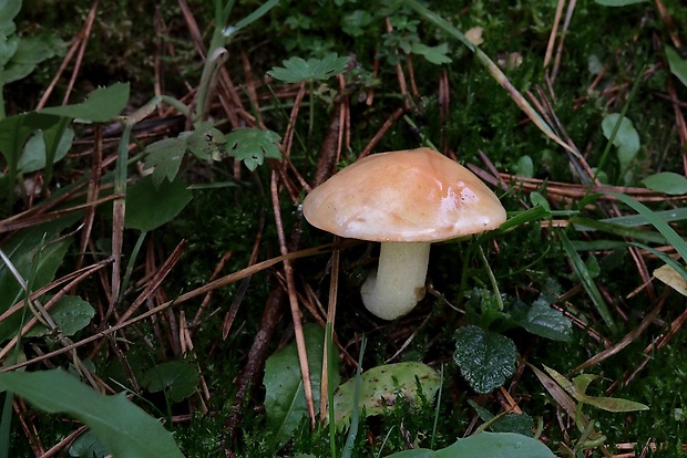 masliak zrnitý Suillus granulatus (L.) Roussel