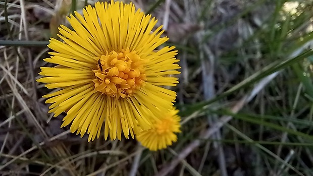 podbeľ liečivý Tussilago farfara L.