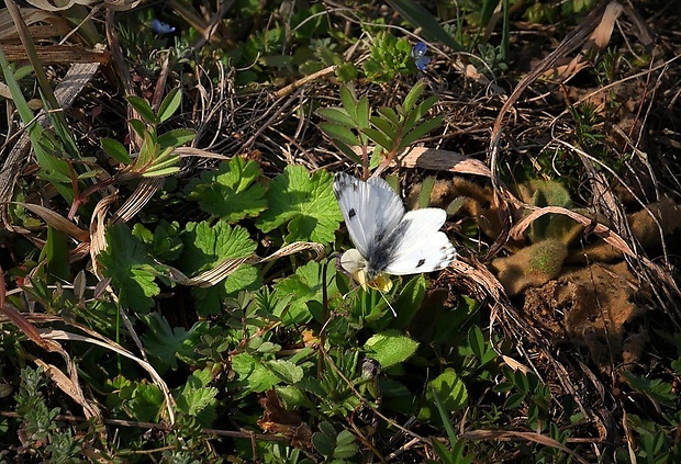 mlynárik žeruchový (sk) / bělásek řeřichový (cz) Anthocharis cardamines (Linnaeus, 1758)