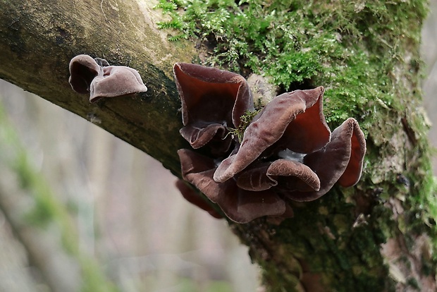 uchovec bazový Auricularia auricula-judae (Bull.) Quél.