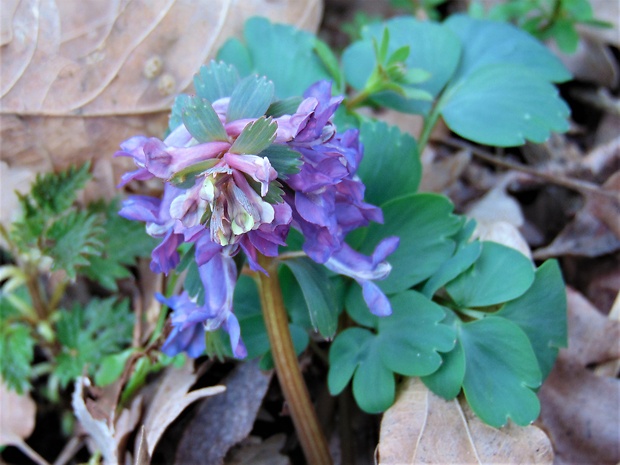 chochlačka plná Corydalis solida (L.) Clairv.