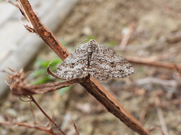 kôrovka orlíčková  Ectropis crepuscularia