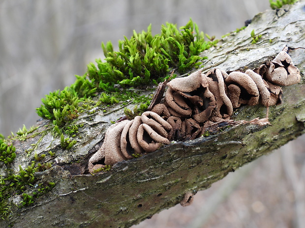 dutinovka otrubnatá Encoelia furfuracea (Roth) P. Karst.