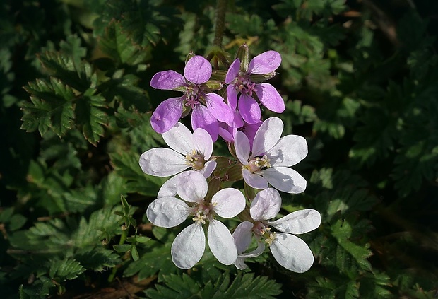 bociannik rozpukovitý Erodium cicutarium (L.) L