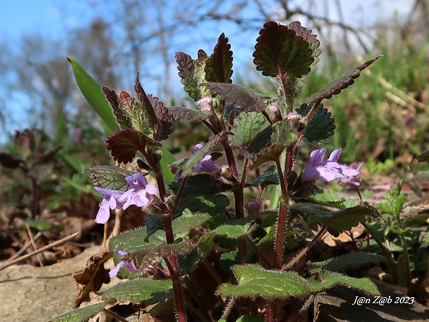 zádušník brečtanovitý Glechoma hederacea L.