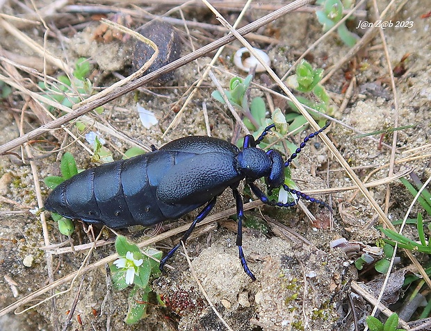 májka obyčajná Meloe proscarabaeus (Linnaeus, 1758)