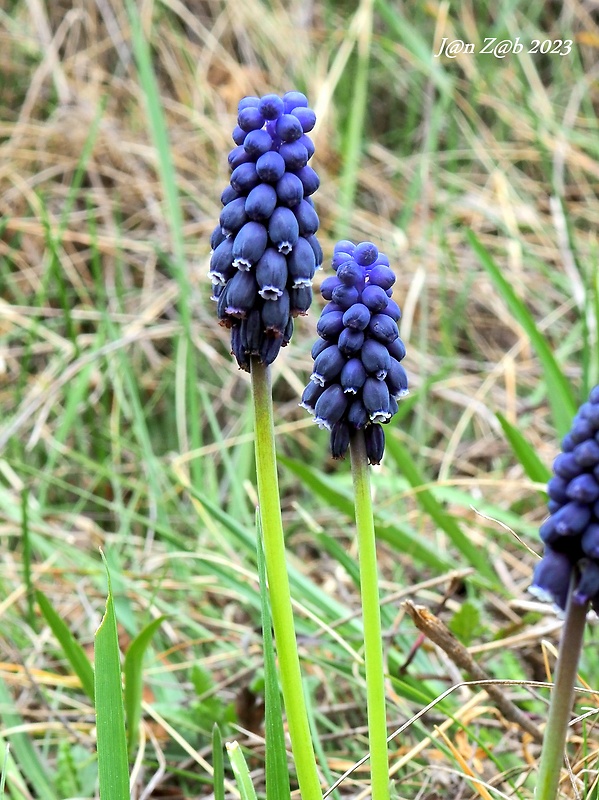 modrica nebadaná Muscari neglectum Guss. ex Ten.