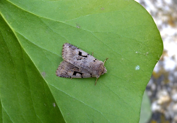 mora ovocná Orthosia gothica