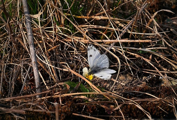 mlynárik rezedový (sk) / bělásek (cz) Pontia edusa (Linnaeus, 1758)