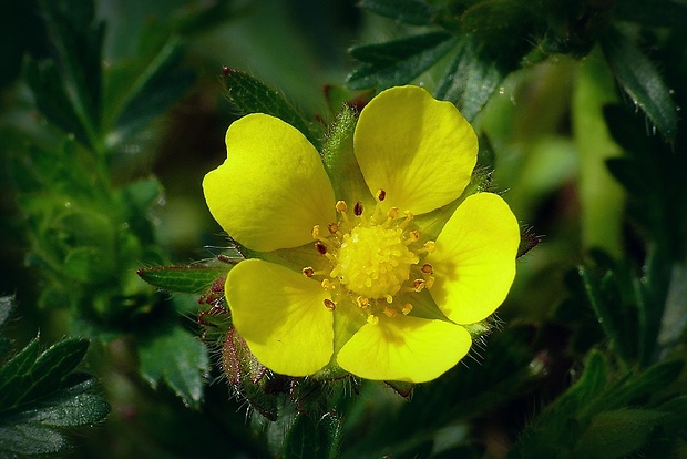 nátržník piesočný Potentilla arenaria Borkh.