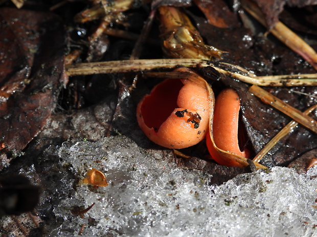 ohnivec Sarcoscypha sp.