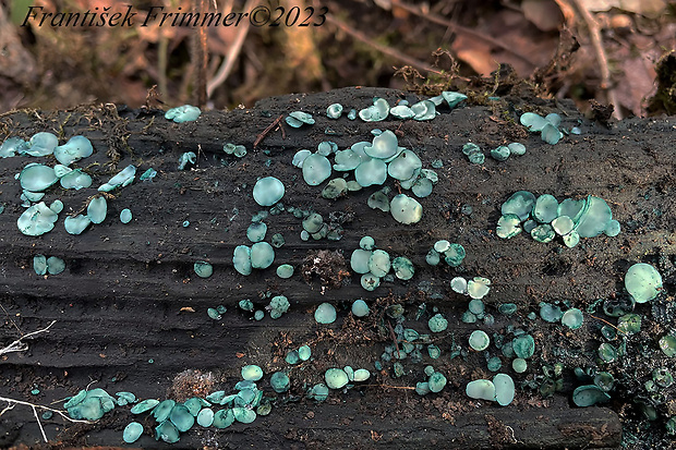 zelenica Chlorociboria sp.