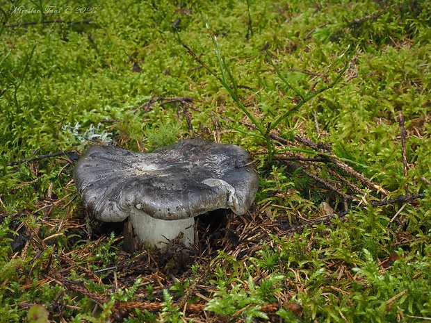 šťavnačka marcová Hygrophorus marzuolus (Fr.) Bres.