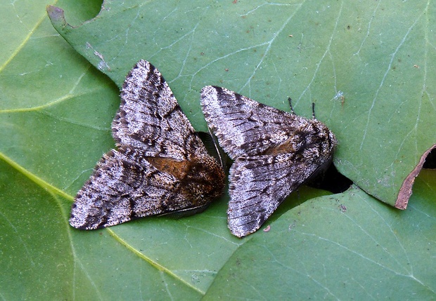 piadivka chlpatá Lycia hirtaria