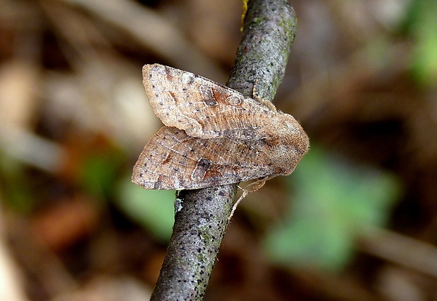 mora jarná Orthosia incerta