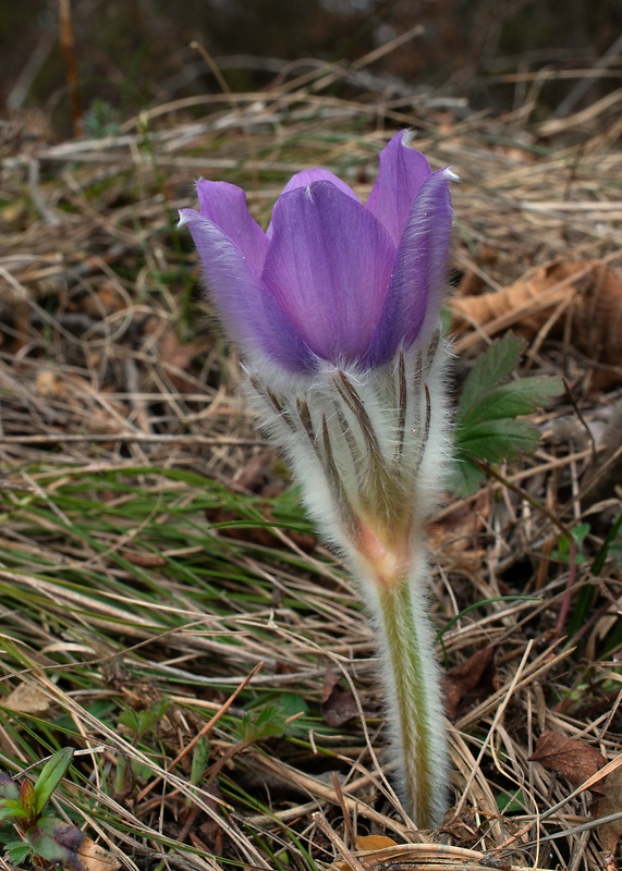 poniklec slovenský Pulsatilla slavica Reuss