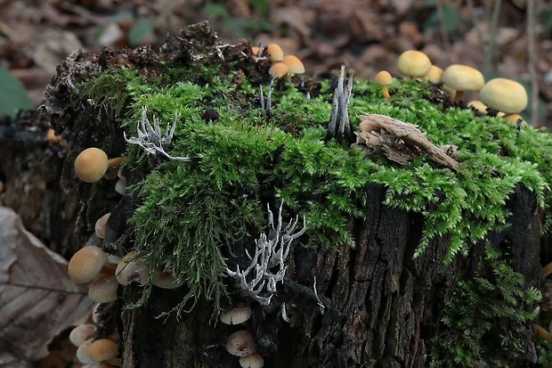 drevnatec Xylaria sp.