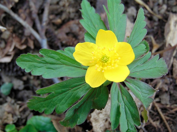 veternica iskerníkovitá Anemone ranunculoides L.