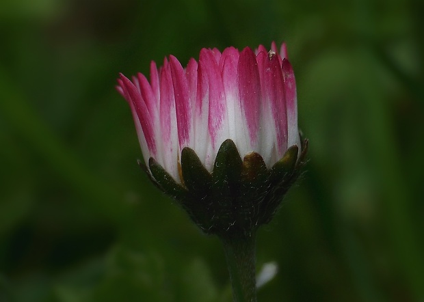 sedmokráska obyčajná Bellis perennis L.