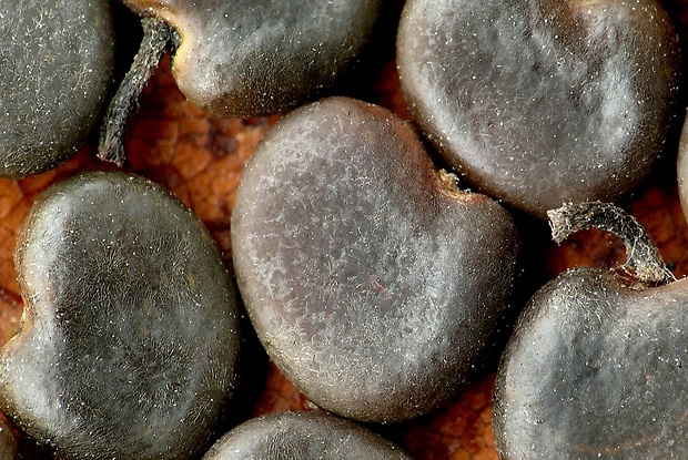 mechúrnik stromovitý Colutea arborescens L.