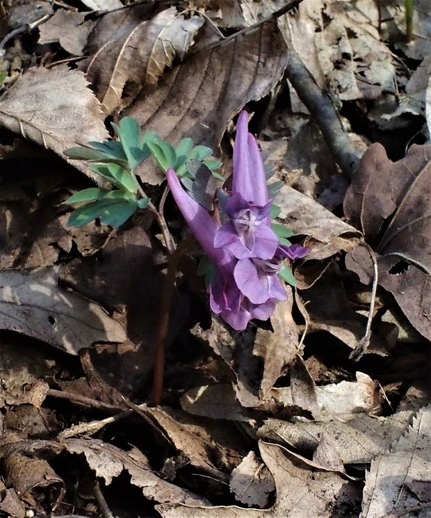 chochlačka dutá Corydalis cava (L.) Schweigg. et Körte