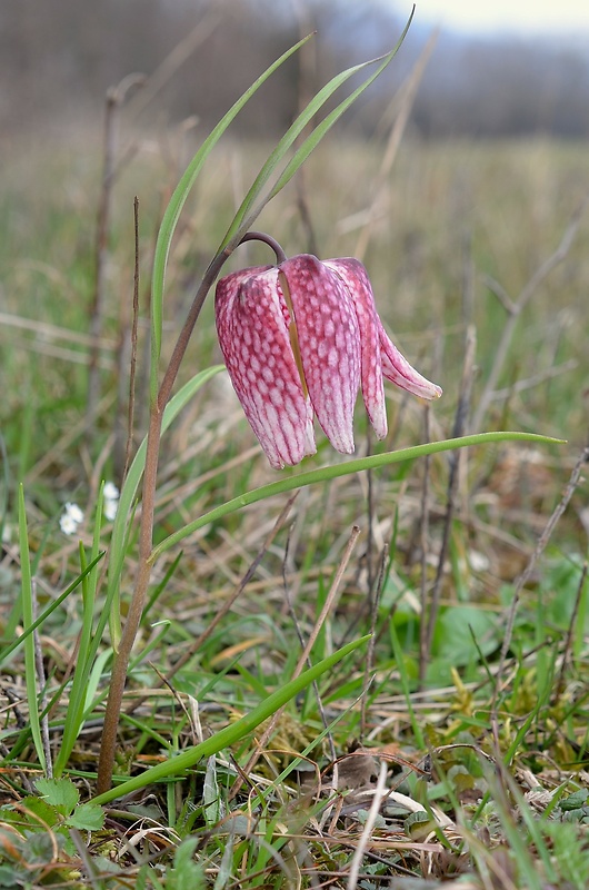 korunkovka strakatá Fritillaria meleagris L.