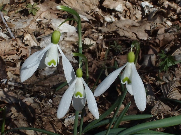 snežienka jarná Galanthus nivalis L.