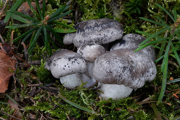 šťavnačka marcová Hygrophorus marzuolus (Fr.) Bres.