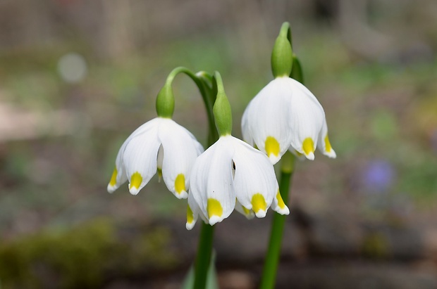 bleduľa jarná karpatská Leucojum vernum subsp. carpaticum (Spring) O. Schwarz