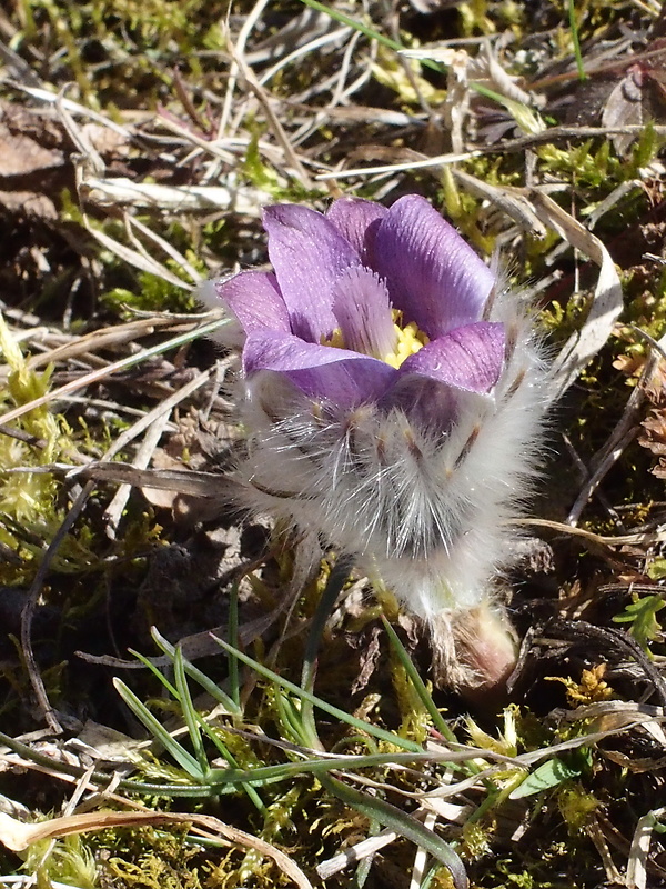 poniklec veľkokvetý Pulsatilla grandis Wender.