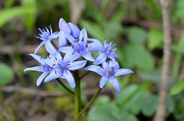 scila karpatská Scilla kladnii Schur