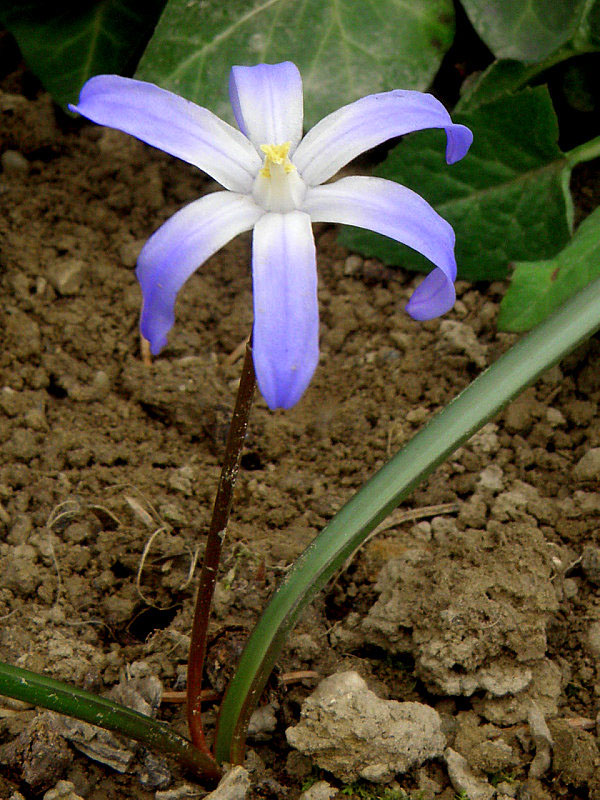 modravka žiarivá Scilla luciliae (Boiss.) Speta