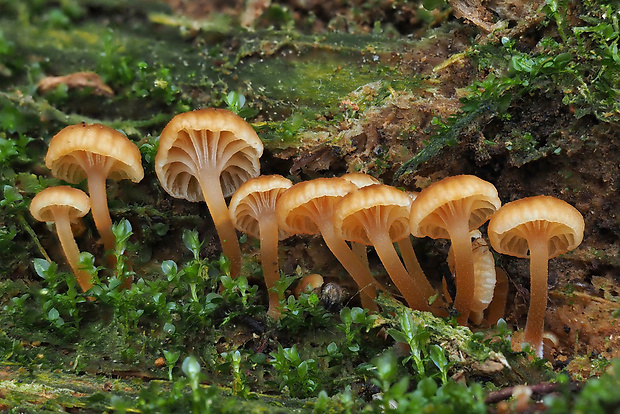 tanečnička zvončekovitá Xeromphalina campanella (Batsch) Maire