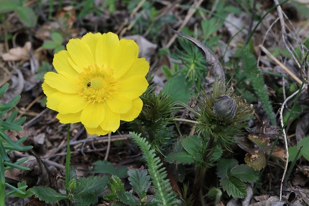 hlaváčik jarný Adonis vernalis L.