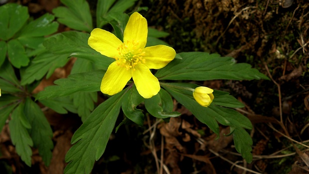 veternica iskerníkovitá Anemone ranunculoides L.