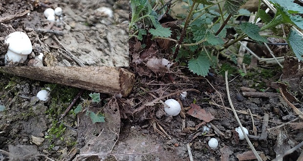 čírovnica májová Calocybe gambosa (Fr.) Donk