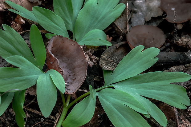 hľuznatka veternicová Dumontinia tuberosa (Bull.) L.M. Kohn