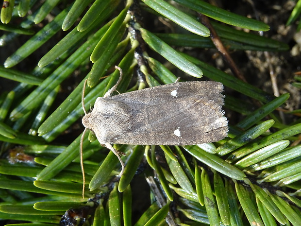 mora bielobodková Eupsilia transversa