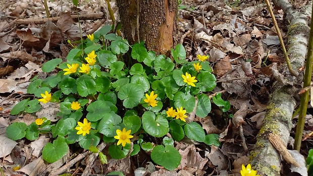 blyskáč záružľolistý Ficaria calthifolia Rchb.