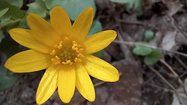 blyskáč záružľolistý Ficaria calthifolia Rchb.