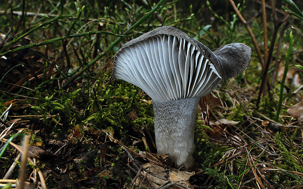 šťavnačka marcová Hygrophorus marzuolus (Fr.) Bres.